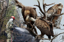 Σπάνιοι γύπες φτιάχνουν τις φωλιές τους στο δάσος της Δαδιάς, το οποίο συνεχίζει να καίγεται