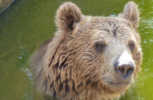Καφέ αρκούδα προσέγγισε κατοικημένη περιοχή στην Καστοριά