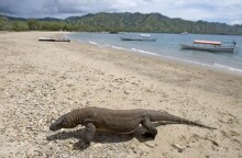 Δράκος του Κομόντο