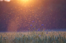 Στους 38 βαθμούς Κελσίου η θερμοκρασία σήμερα Τρίτη (2/08)