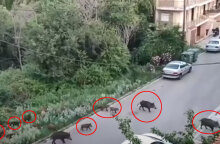 Αγριογούρουνα... βολτάρουν σε δρόμους στη Θεσσαλονίκη