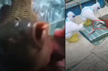 Τεστ σε ψάρια για κορωνοϊό από υγειονομικούς στην Κίνα