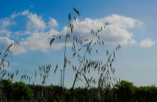 Ζεστός ο καιρός σήμερα Πέμπτη (11/8)