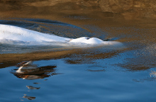 Η φάλαινα μπελούγκα που είχε εντοπιστεί στον Σηκουάνα