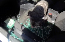 Το σκυλάκι στην Αγγλία που βρέθηκε κλειδωμένο σε αυτοκίνητο μέσα στη ζέστη