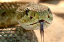 Φίδι στην Ηλεία έστειλε στο νοσοκομείο πυροσβέστη που πήγε να σβήσει φωτιά