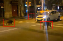 Αγριογούρουνα στη Βαρκελώνη κυκλοφορούν ανάμεσα στα αυτοκίνητα