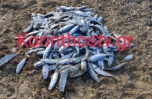 Νεκρά ψάρια ξεβράστηκαν στην παραλία στον Άσσο