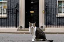  Λάρι, ο γάτος της Ντάουνινγκ Στριτ, 