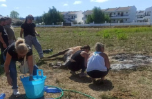 Νεκρό άλογο στην Κέρκυρα που το άφησαν χωρίς τροφή και νερό