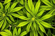 Εντοπίστηκε φυτεία κάνναβης στον Όλυμπο με πάνω από 5.000 δενδρύλια 