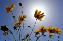 Ήλιος και λουλούδια