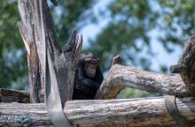 Χιμπατζής ανάμεσα σε κορμούς δέντρων