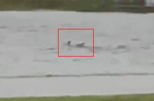 Καρχαρίας στη Φλόριντα κολυμπά σε πλημμυρισμένο δρόμο, καθώς ο κυκλώνας Ίαν σαρώνει τα πάντα στο πέρασμά του