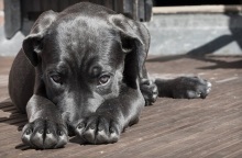 Νέα υπόθεση κακοποίησης ζώου: Βασανίζει με ηλεκτρικό κολάρο τον σκύλο του και το διασκεδάζει