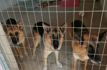 Τα τρία σκυλιά του Ξαρχάκου σε καταφύγιο ζώων  του Δήμου Αθηναίων στον Ελαιώνα