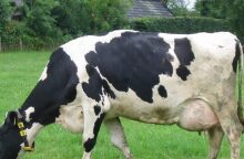 Νέα Ζηλανδία: Ειδική εισφορά από αγρότες για εκπομπές αερίων απο τα ζώα τους