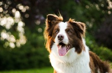 Ελεύθερος ο 67χρονος που βασάνιζε τον σκύλο του με ηλεκτροφόρο κολάρο