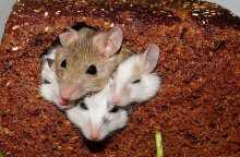 Επιστήμονες συνεχίζουν τα πειράματα σε ποντίκια