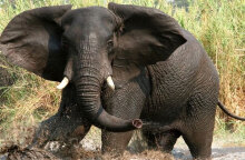 Αγριεμένος ελέφαντας σε σαβάνα της Αφρικής