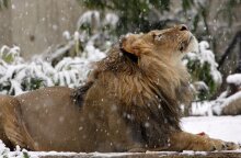  Πέθανε σε ηλικία 17 ετών ο Λουκ , ο «πατριάρχης» των λιονταριών 