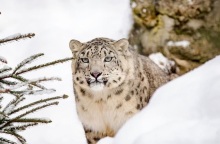 Τα Ηνωμένα Έθνη εκπέμπουν SOS για τη λεοπάρδαλη του χιονιού: Έχουν απομείνει λίγες χιλιάδες