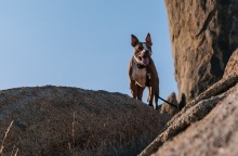 Πιτ μπουλ δάγκωσε αστυνομικό σε «έφοδο» για ναρκωτικά 