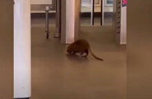 Μεγάλο τρωκτικό προκάλεσε αναστάσωση σε σταθμό του Μετρό στη Ρώμη