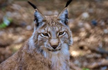 Ιβηρικός Λύγκας 