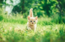 Γατάκι αρνείται τη μετακόμιση και γυρίζει στην παλιά του γειτονιά (βίντεο)