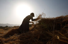 Αγρότης μαζεύει σιτηρά σε σωρούς