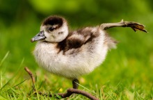 Βασιλιάς Κάρολος: Τέρμα το φουά γκρα από το βασιλικό μενού