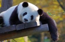 Πέθανε το πάντα που χάρισε η Κίνα στην Ταϊβάν