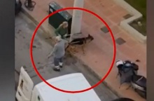 Συνελήφθη η ιδιοκτήτρια του λυκόσκυλου που κατασπάραξε μικρό κανίς