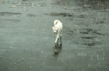 Βροχερός ο καιρός σήμερα Τετάρτη (23/11) σε πολλές περιοχές της χώρας