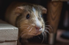 Γάλλία: Πρόστιμο με αναστολή σε δύο φοιτητές που έφαγαν ζωντανό ένα ποντίκι	