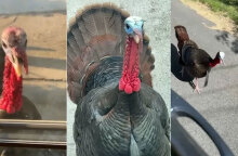 Άγριες γαλοπούλες στη Μασαχουσέτη «τρομοκρατούν» τους κατοίκους της πόλης Woburn