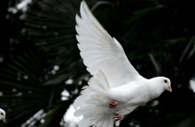 Διάσκεψη για τη βιοποικιλότητα