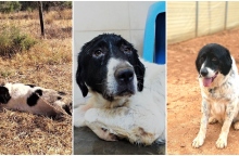  Επίσκεψη στο καταφύγιο ζών ΚΑΖ