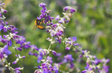 Μέλισσα σε λουλούδι