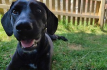 They flew to Nashville. Bluebell, their dog, was sent to Saudi Arabia