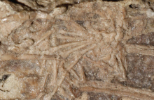 Το απολίθωμα του Μικροράπτορα στο εσωτερικό του οποίου οι επιστήμονες ανακάλυψαν ένα δεύτερο μικρότερο απολίθωμα ενός άλλου ζώου