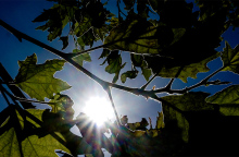 Καιρός - Ήλιος