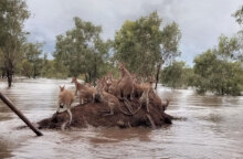 Καγκουρό στην Αυστραλία πάνω σε «βουνό» από χώμα για να σωθούν από τις πλημμύρες