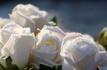 Λουλούδια - Γιορτή