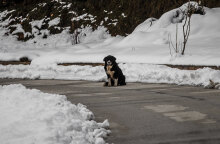 Σκύλος στα χιόνια