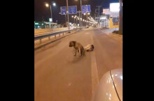 Ο σκύλος στην Κρήτη που θρηνεί τον νεκρό του φίλο στη μέση του δρόμου