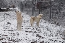 Κακοκαιρία: Οι κραυγές των λύκων στα πρώτα χιόνια