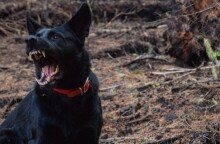 Η στιγμή της επίθεσης που δέχθηκε ο 9χρονος από σκύλο στο Καματερό