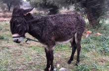 Το γαϊδουράκι που βρέθηκε δεμένο έξω στα χιόνια